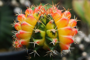 Close up thorn cactus for texture background