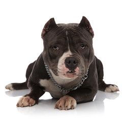 adorable american bully wearing chain necklace rests