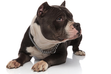 curious american bully rests and looks to side