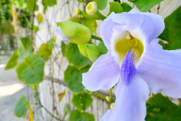 Male and female reproductive organ of Purple Thunbergia Laurifolia flower petals and its leaves behind