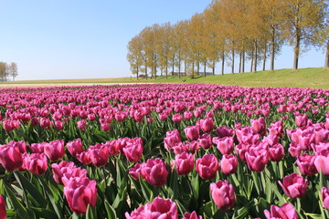 a field with purple tulips flowers along the dyke with popular trees in spring in Holland
