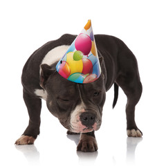 funny american bully wearing birthday hat looks down to side