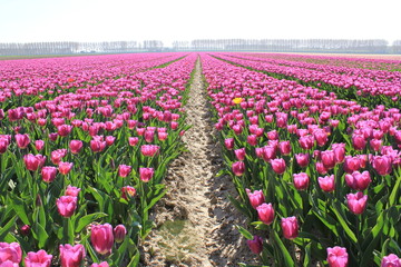 a large field with symmetric purple flowering tulip beds in spring