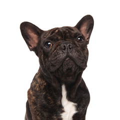 close up of seated adorable french bulldog