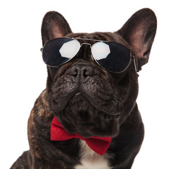 close up of elegant french bulldog with sunglasses looking up
