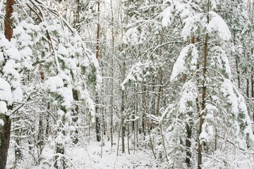 Trees in snow snowy winter