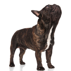 Naklejka premium adorable french bulldog standing looks up to side