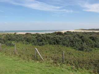 Fototapeta na wymiar green overgrown dunes with the sea and beach in the background and a blue sky in summer in Holland