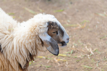 Fototapeta premium Sheep in a meadow on green grass at farm.