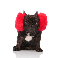 funny french bulldog wearing huge earmuffs looks to side