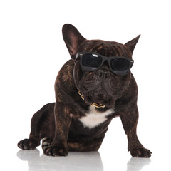 funny french bulldog wearing eyeglasses and golden collar sitting