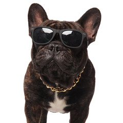 close up of french bulldog wearing eyeglasses and golden necklace