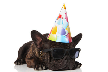 cute birthday french bulldog with sunglasses looks to side