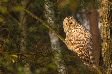 Wild ural owl perched on tree branch in forest