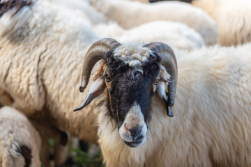 Sheep in a meadow on green grass at farm.