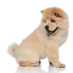 side view of cute panting chow chow looking back