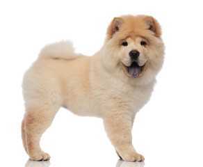 side view of furry chow chow standing with tongue exposed