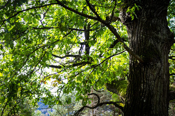 Fototapeta premium Baum