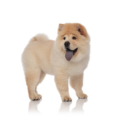 side view of excited chow chow looking to side