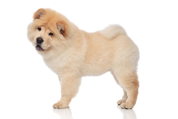 side view of yellow chow chow with blue tongue exposed