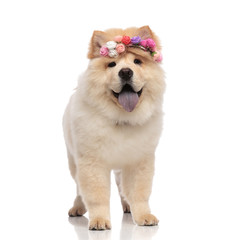 adorable chow chow wearing colored flowers headband standing