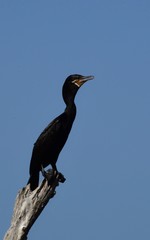 Great Cormorant