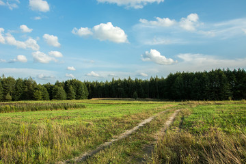 Fototapeta premium Road through a green meadow against the forest