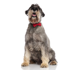 gentleman schnauzer sits and looks up while panting