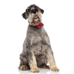 cute schnazuer wearing a red bowtie sitting and looking up