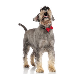 classy schnauzer wearing a red bowtie panting and looking up