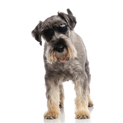 cool schnauzer wearing sunglasses stands and looks down