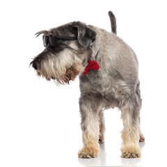 gentleman schnauzer wearing sunglasses looks to side while standing