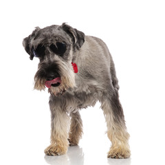 eager gentleman schnauzer with sunglasses looks down while standing