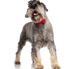 gentleman schnauzer wearing bowtie looks up to side while panting