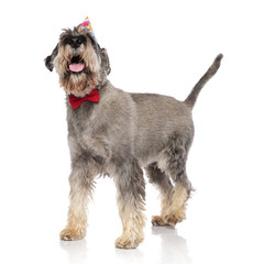 side view of classy schnauzer wearing brithday hat looking up