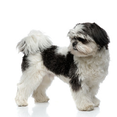 side view of furry shih tzu looking back while standing