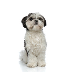 cute black and white shih tzu sitting