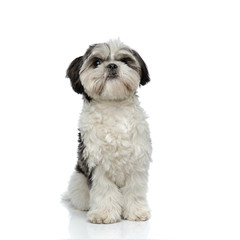 furry shih tzu sits and looks up to side