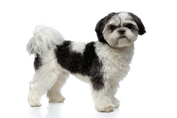 side view of furry black and white shih tzu standing