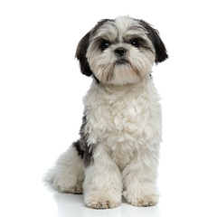 adorable furry shih tzu sitting