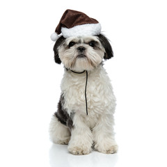 cute shih tzu wearing santa hat sits