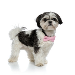 elegant shih tzu wearing pink bowtie stands