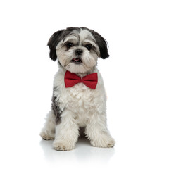 adorable shih tzu wearing red bowtie sitting with tongue exposed