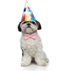 birthday shih tzu wearing pink bowtie sitting