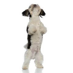 curious shih tzu standing on back legs looks up