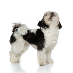 side view of black and white shih tzu looking up