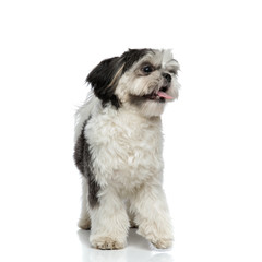 panting shih tzu looks to side while standing