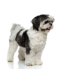 cute shih tzu pants and looks to side while standing