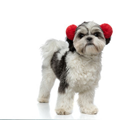 happy shih tzu wearing red fluffy earmuffs