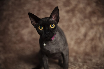 Search Photos Kittens
